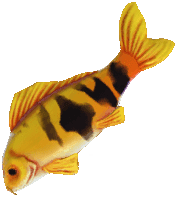 Dreamlight Valley Koi